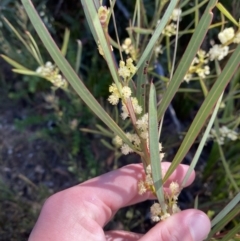 Acacia suaveolens (Sweet Wattle) at Morton National Park - 3 Sep 2023 by Tapirlord