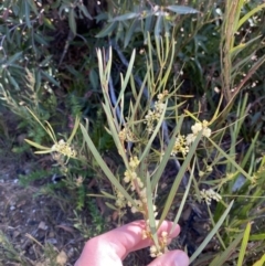 Acacia suaveolens at Boolijah, NSW - 3 Sep 2023