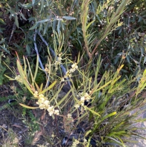 Acacia suaveolens at Boolijah, NSW - 3 Sep 2023