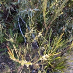 Acacia suaveolens at Boolijah, NSW - 3 Sep 2023