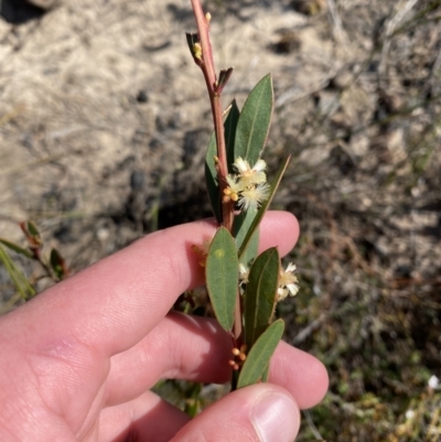 Acacia myrtifolia (Myrtle Wattle) at Morton National Park - 3 Sep 2023 by Tapirlord