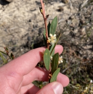 Acacia myrtifolia at Boolijah, NSW - 3 Sep 2023