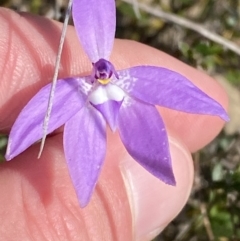 Glossodia major (Wax Lip Orchid) at Morton National Park - 3 Sep 2023 by Tapirlord