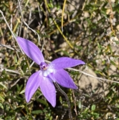 Glossodia major at Boolijah, NSW - 3 Sep 2023