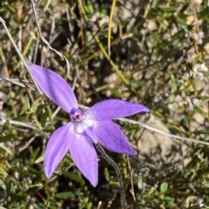 Glossodia major at Boolijah, NSW - 3 Sep 2023