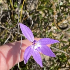 Glossodia major at Boolijah, NSW - suppressed