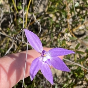 Glossodia major at Boolijah, NSW - 3 Sep 2023