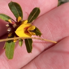 Pultenaea daphnoides (Large-leaf Bush-pea) at Boolijah, NSW - 3 Sep 2023 by Tapirlord