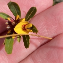 Pultenaea daphnoides (Large-leaf Bush-pea) at Morton National Park - 3 Sep 2023 by Tapirlord