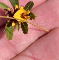 Pultenaea daphnoides at Boolijah, NSW - 3 Sep 2023 10:17 AM