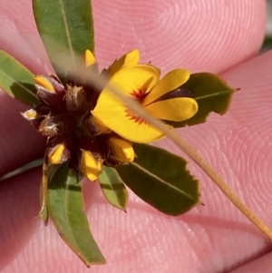 Pultenaea daphnoides at Boolijah, NSW - 3 Sep 2023