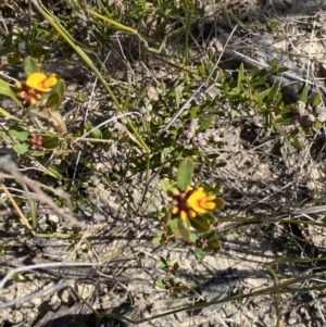 Pultenaea daphnoides at Boolijah, NSW - 3 Sep 2023 10:17 AM