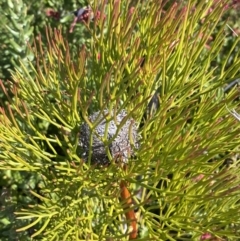 Isopogon anethifolius at Morton National Park - 3 Sep 2023 by Tapirlord