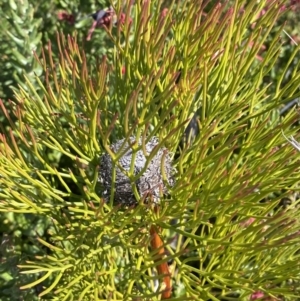 Isopogon anethifolius at Boolijah, NSW - 3 Sep 2023