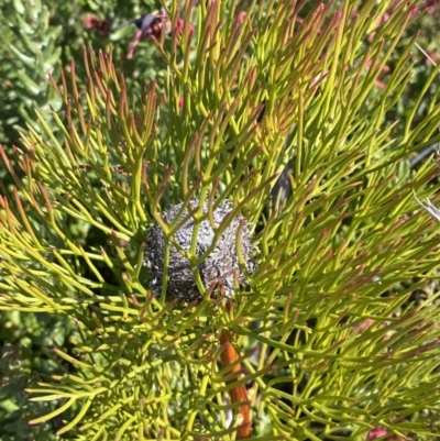 Isopogon anethifolius at Morton National Park - 3 Sep 2023 by Tapirlord