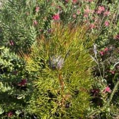 Isopogon anethifolius at Boolijah, NSW - 3 Sep 2023