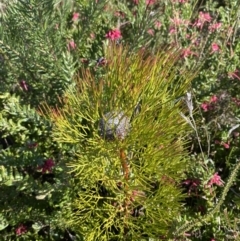 Isopogon anethifolius at Boolijah, NSW - 3 Sep 2023