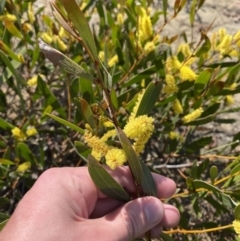 Acacia subtilinervis (Net-veined Wattle) at Morton National Park - 3 Sep 2023 by Tapirlord