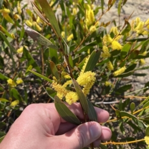 Acacia subtilinervis at Boolijah, NSW - 3 Sep 2023 10:15 AM