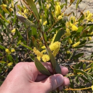 Acacia subtilinervis at Boolijah, NSW - 3 Sep 2023 10:15 AM