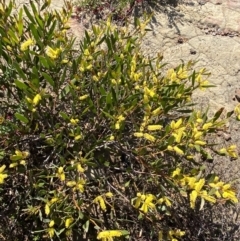 Acacia subtilinervis at Boolijah, NSW - 3 Sep 2023