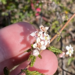 Commersonia hermanniifolia at Boolijah, NSW - 3 Sep 2023