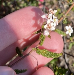 Commersonia hermanniifolia at Boolijah, NSW - 3 Sep 2023