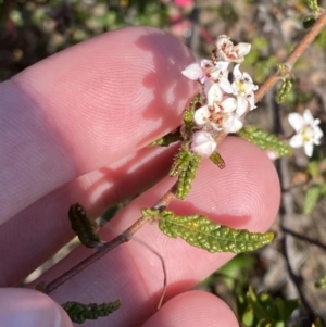 Commersonia hermanniifolia at Boolijah, NSW - 3 Sep 2023