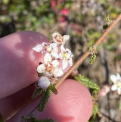 Commersonia hermanniifolia at Boolijah, NSW - 3 Sep 2023