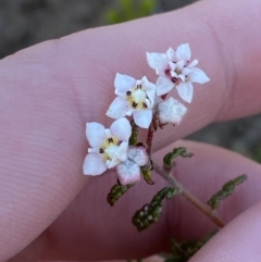 Commersonia hermanniifolia at Boolijah, NSW - 3 Sep 2023