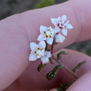 Commersonia hermanniifolia at Boolijah, NSW - 3 Sep 2023