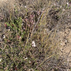 Commersonia hermanniifolia at Boolijah, NSW - 3 Sep 2023