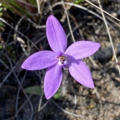 Glossodia minor (Small Wax-lip Orchid) at Morton National Park - 3 Sep 2023 by Tapirlord