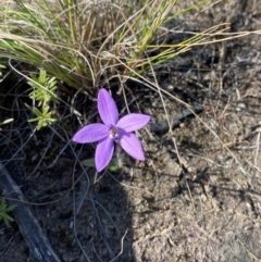 Glossodia minor at Boolijah, NSW - suppressed