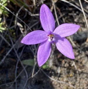 Glossodia minor at Boolijah, NSW - suppressed