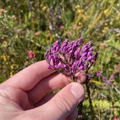Comesperma ericinum (Heath Milkwort) at Morton National Park - 3 Sep 2023 by Tapirlord