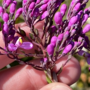 Comesperma ericinum at Boolijah, NSW - 3 Sep 2023 10:06 AM