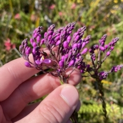 Comesperma ericinum at Boolijah, NSW - 3 Sep 2023