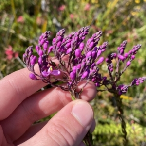 Comesperma ericinum at Boolijah, NSW - 3 Sep 2023