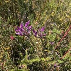 Comesperma ericinum at Boolijah, NSW - 3 Sep 2023