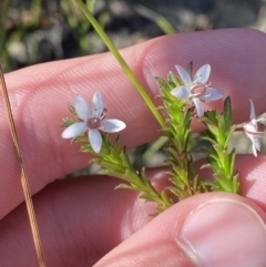 Rhytidosporum procumbens (White Marianth) at Morton National Park - 3 Sep 2023 by Tapirlord