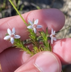 Rhytidosporum procumbens at Boolijah, NSW - 3 Sep 2023