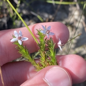 Rhytidosporum procumbens at Boolijah, NSW - 3 Sep 2023