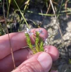 Rhytidosporum procumbens at Boolijah, NSW - 3 Sep 2023