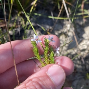 Rhytidosporum procumbens at Boolijah, NSW - 3 Sep 2023 10:05 AM