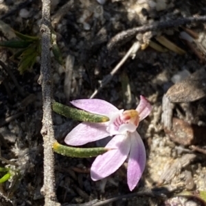 Caladenia fuscata at Boolijah, NSW - suppressed