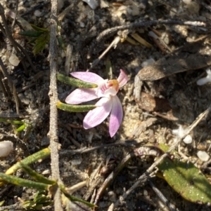 Caladenia fuscata at Boolijah, NSW - suppressed