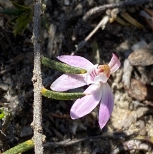 Caladenia fuscata at Boolijah, NSW - suppressed