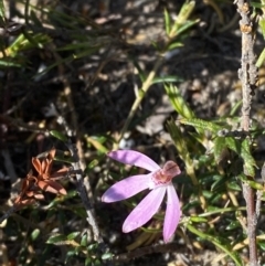 Caladenia fuscata at Boolijah, NSW - suppressed