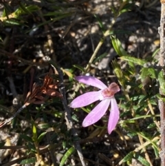 Caladenia fuscata at Boolijah, NSW - 3 Sep 2023